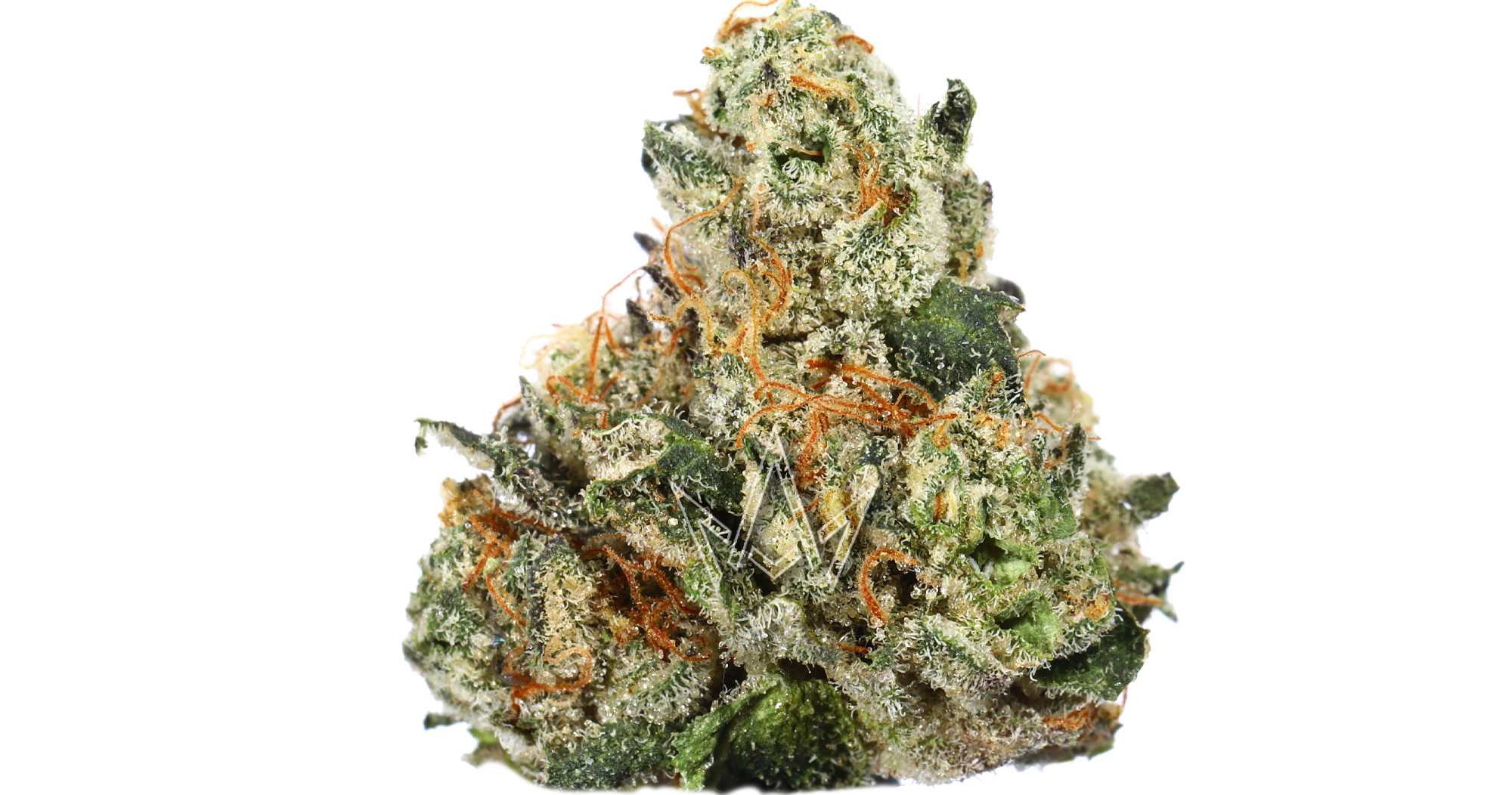 Sabre Springs - Phat Panda - Trophy Wife Platinum - 3.5g - San